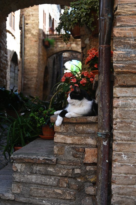 05 Spello.JPG